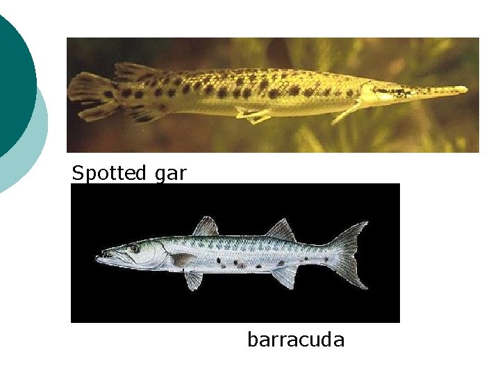 Spotted gar barracuda 