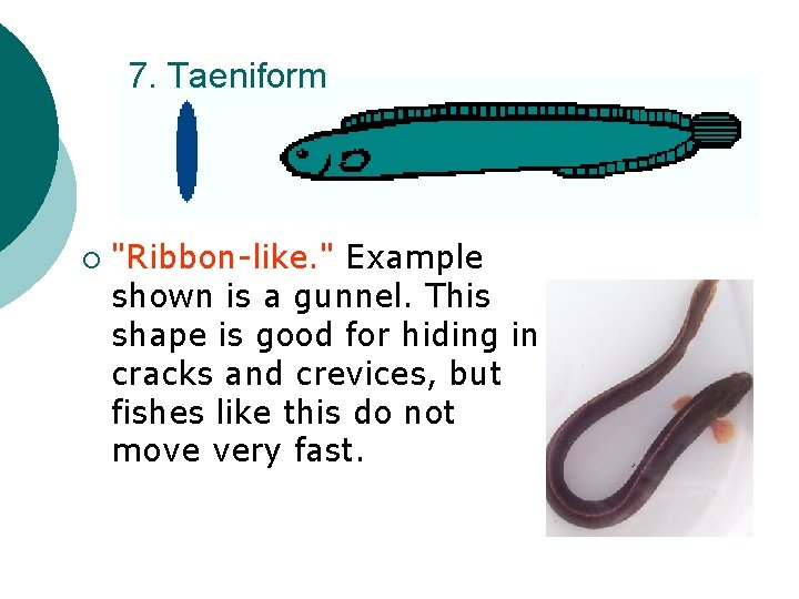 7. Taeniform ¡ "Ribbon-like. " Example shown is a gunnel. This shape is good