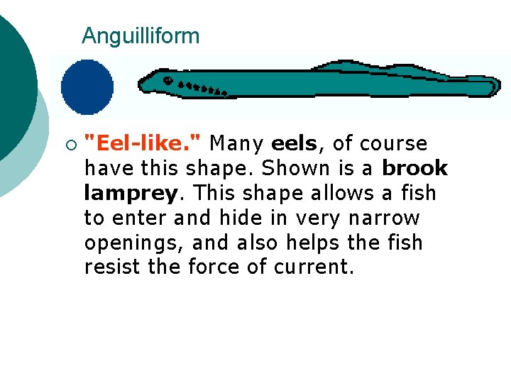 Anguilliform ¡ "Eel-like. " Many eels, of course have this shape. Shown is a