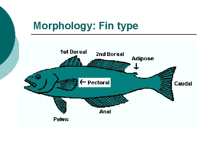Morphology: Fin type 