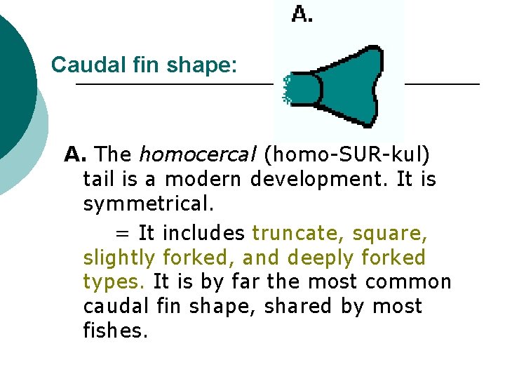 Caudal fin shape: A. The homocercal (homo-SUR-kul) tail is a modern development. It is