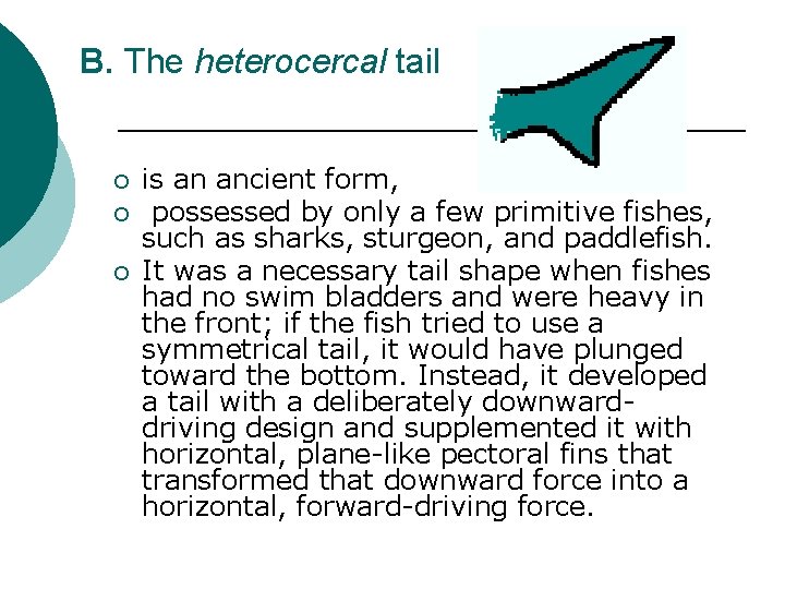 B. The heterocercal tail ¡ ¡ ¡ is an ancient form, possessed by only
