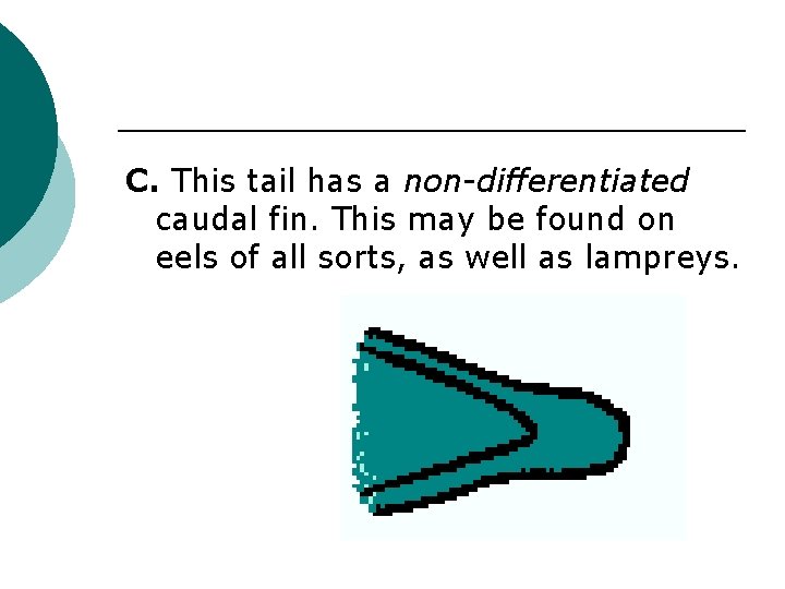 C. This tail has a non-differentiated caudal fin. This may be found on eels