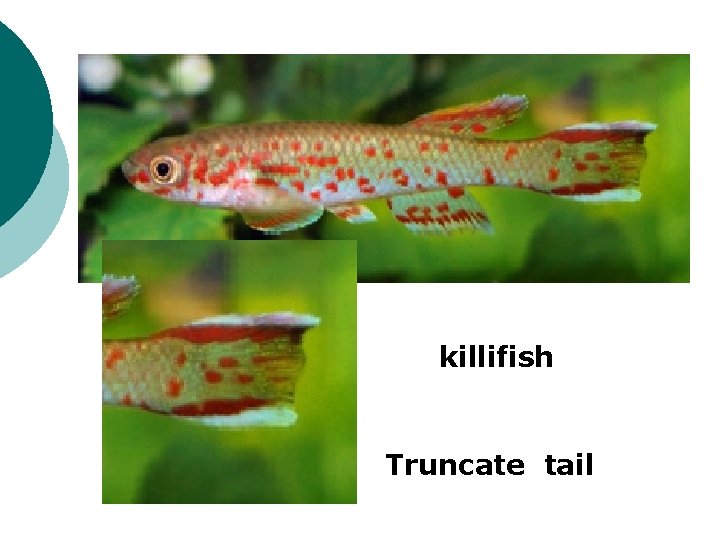 killifish Truncate tail 