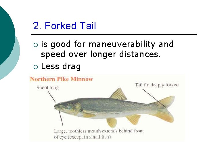 2. Forked Tail is good for maneuverability and speed over longer distances. ¡ Less