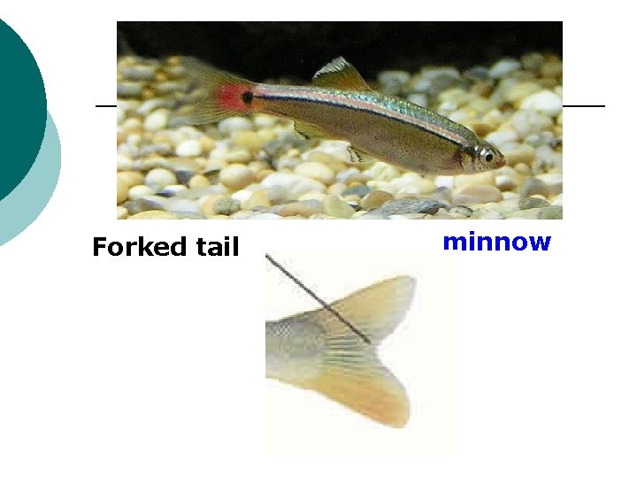 Forked tail minnow 