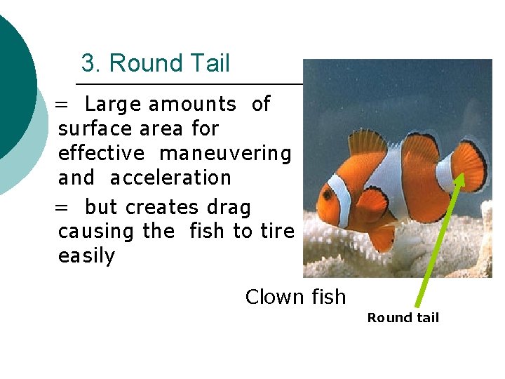 3. Round Tail = Large amounts of surface area for effective maneuvering and acceleration