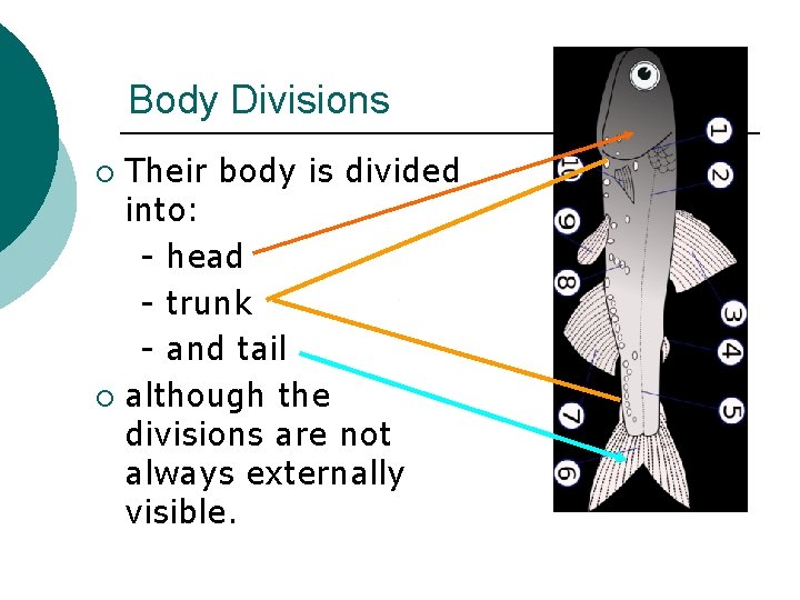 Body Divisions Their body is divided into: - head - trunk - and tail