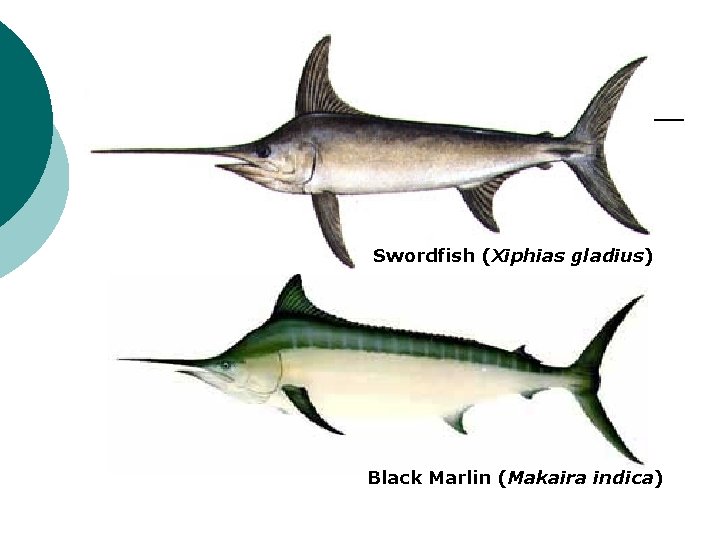 Swordfish (Xiphias gladius) Black Marlin (Makaira indica) 