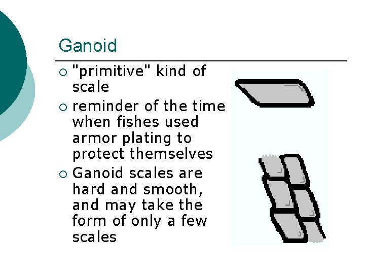 Ganoid "primitive" kind of scale ¡ reminder of the time when fishes used armor