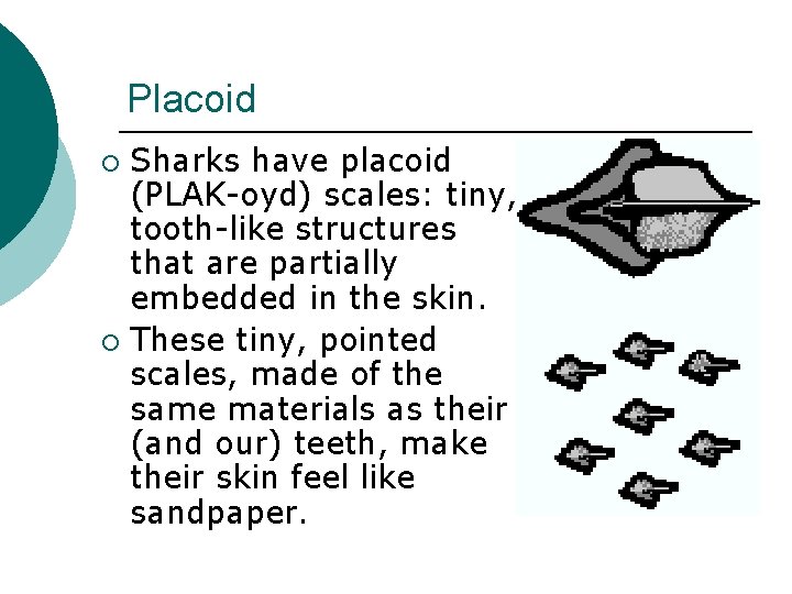 Placoid Sharks have placoid (PLAK-oyd) scales: tiny, tooth-like structures that are partially embedded in