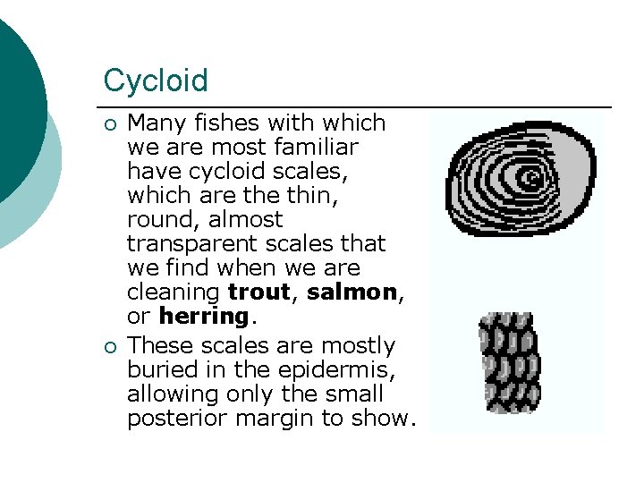 Cycloid ¡ ¡ Many fishes with which we are most familiar have cycloid scales,