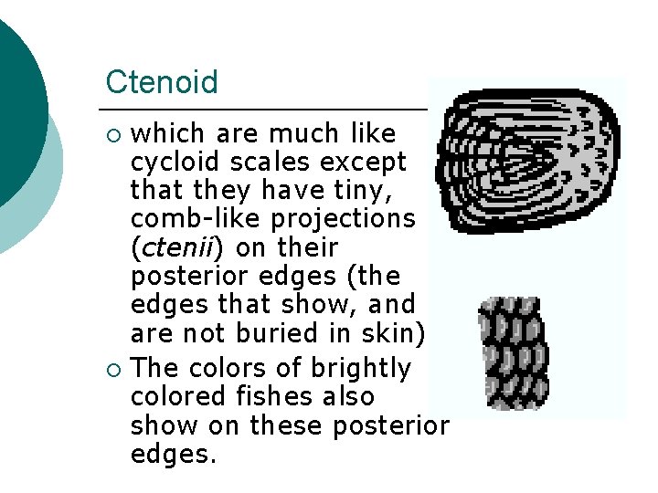 Ctenoid which are much like cycloid scales except that they have tiny, comb-like projections