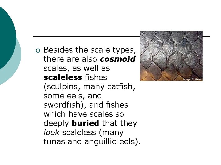 ¡ Besides the scale types, there also cosmoid scales, as well as scaleless fishes
