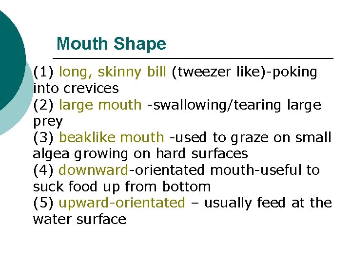 Mouth Shape (1) long, skinny bill (tweezer like)-poking into crevices (2) large mouth -swallowing/tearing