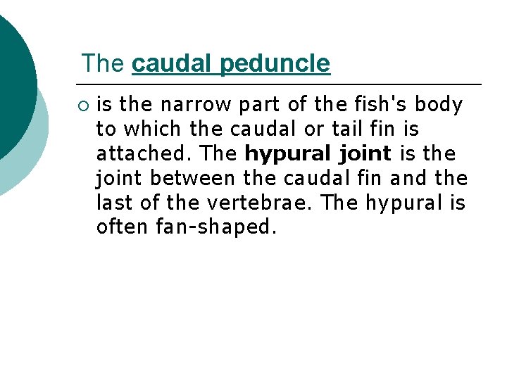 The caudal peduncle ¡ is the narrow part of the fish's body to which