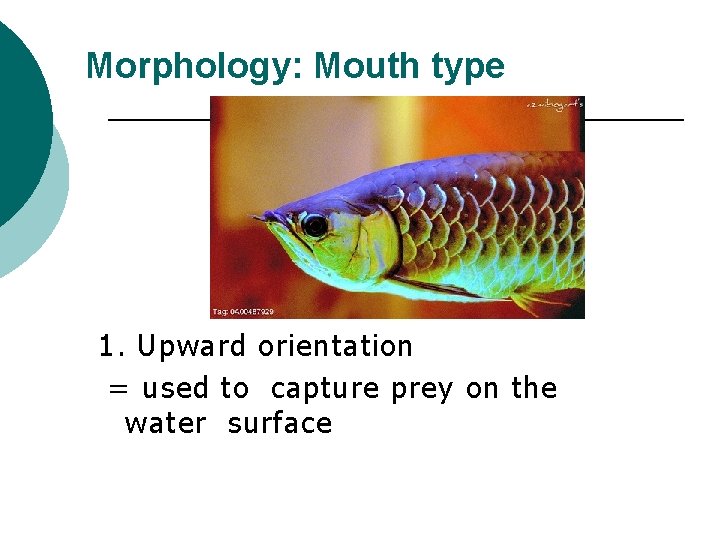 Morphology: Mouth type 1. Upward orientation = used to capture prey on the water