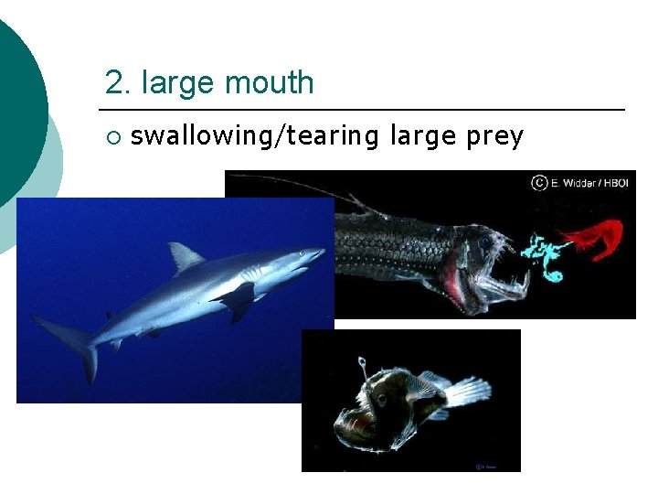 2. large mouth ¡ swallowing/tearing large prey 