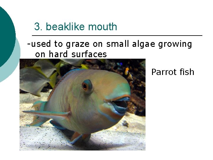 3. beaklike mouth -used to graze on small algae growing on hard surfaces Parrot