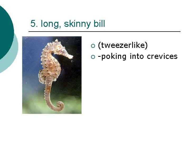 5. long, skinny bill (tweezerlike) ¡ -poking into crevices ¡ 