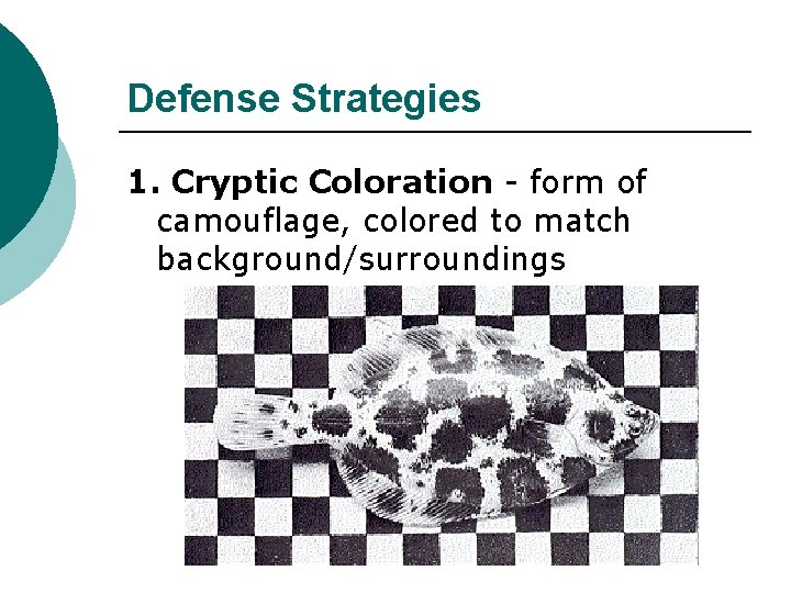 Defense Strategies 1. Cryptic Coloration - form of camouflage, colored to match background/surroundings 