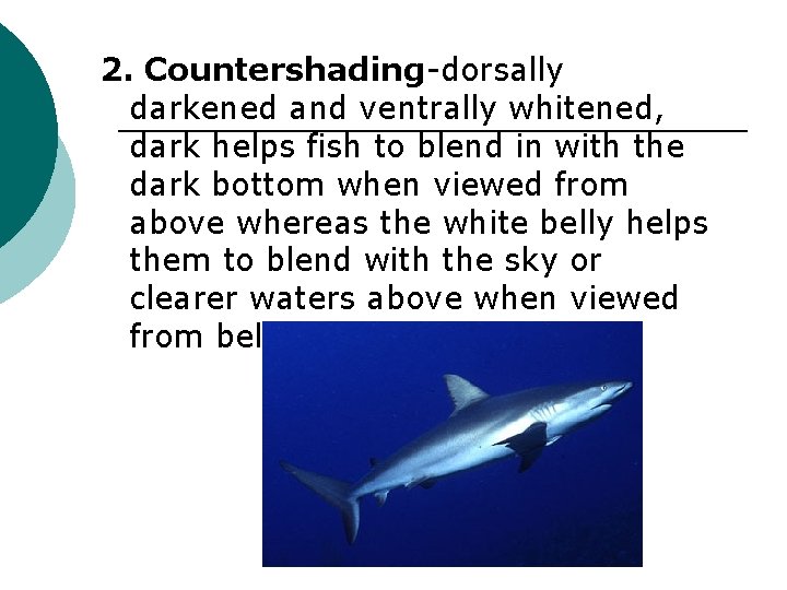2. Countershading-dorsally darkened and ventrally whitened, dark helps fish to blend in with the