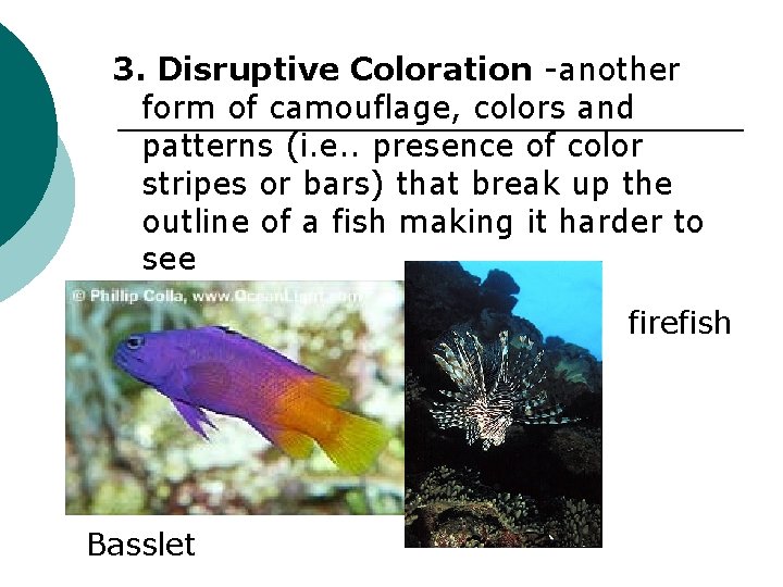 3. Disruptive Coloration -another form of camouflage, colors and patterns (i. e. . presence