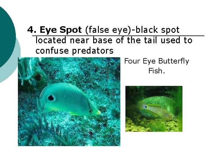 4. Eye Spot (false eye)-black spot located near base of the tail used to