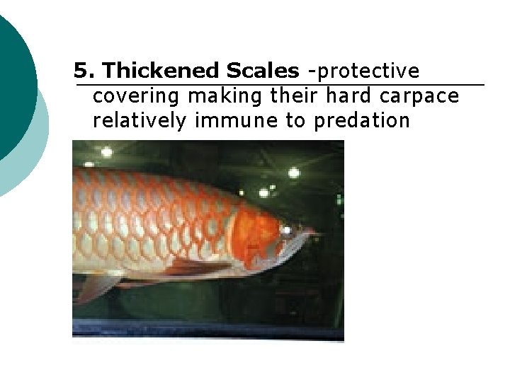 5. Thickened Scales -protective covering making their hard carpace relatively immune to predation 