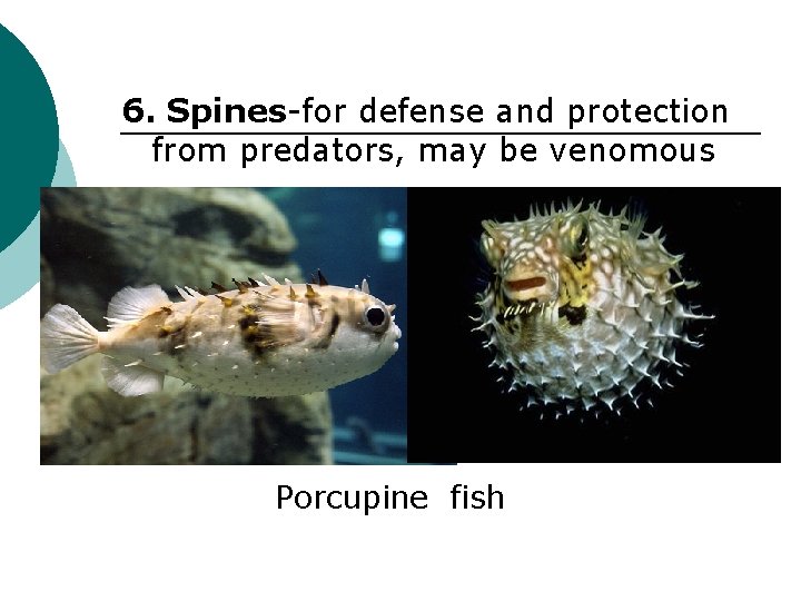 6. Spines-for defense and protection from predators, may be venomous Porcupine fish 