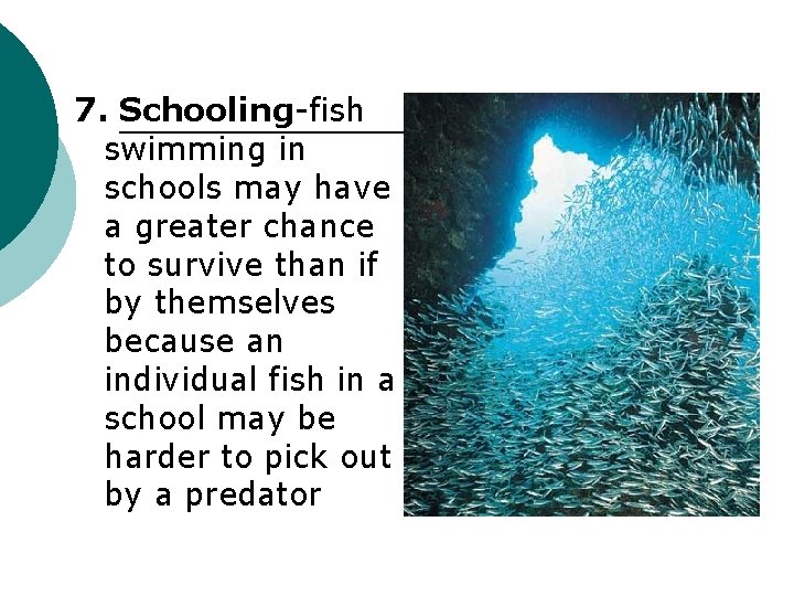 7. Schooling-fish swimming in schools may have a greater chance to survive than if