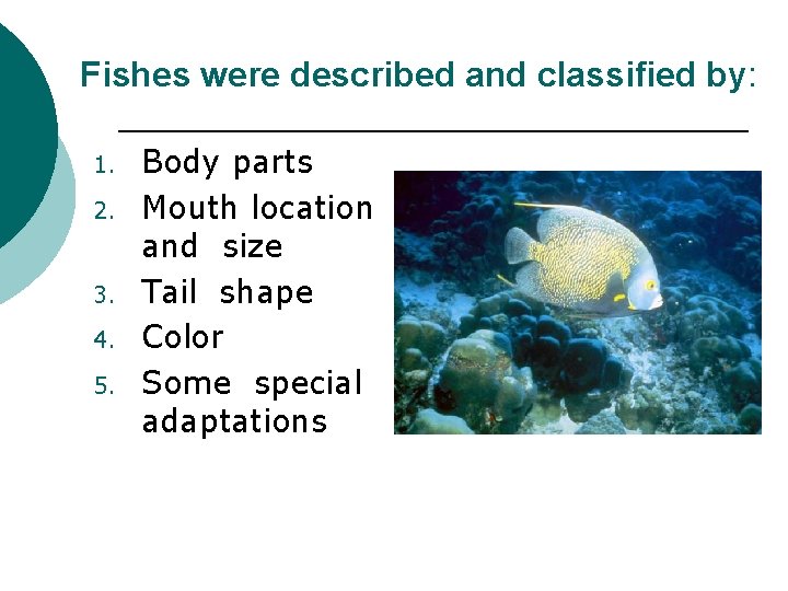 Fishes were described and classified by: 1. 2. 3. 4. 5. Body parts Mouth