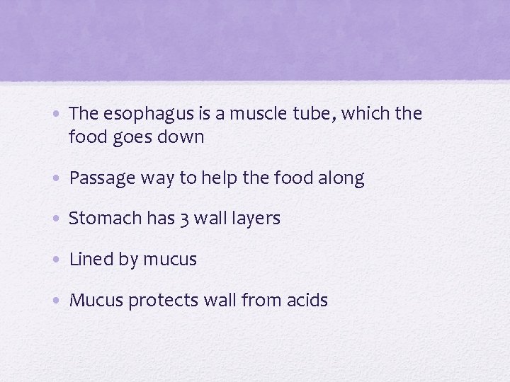  • The esophagus is a muscle tube, which the food goes down •