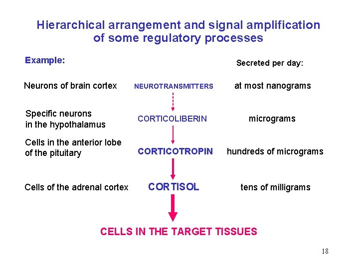 Hierarchical arrangement and signal amplification of some regulatory processes Example: Secreted per day: Neurons