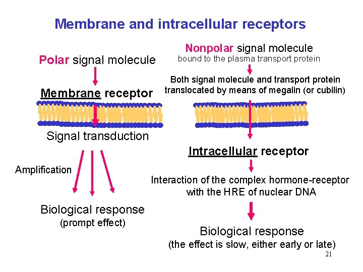 Membrane and intracellular receptors Polar signal molecule Membrane receptor Nonpolar signal molecule bound to