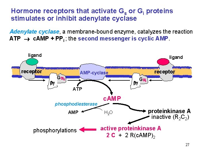 Hormone receptors that activate Gs or Gi proteins stimulates or inhibit adenylate cyclase Adenylate