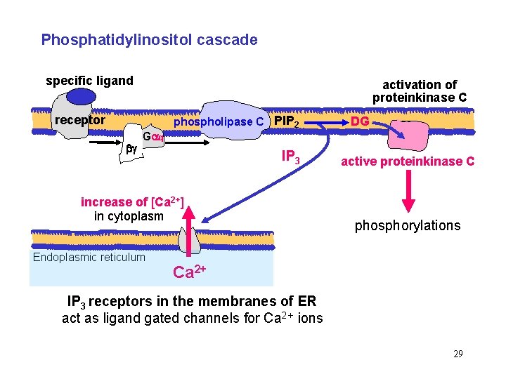 Phosphatidylinositol cascade specific ligand activation of proteinkinase C receptor phospholipase C PIP 2 DG