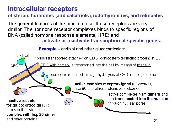 Intracellular receptors of steroid hormones (and calcitriols), iodothyronines, and retinoates The general features of