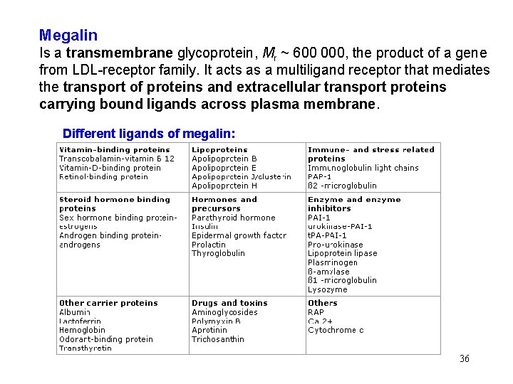 Megalin Is a transmembrane glycoprotein, Mr ~ 600 000, the product of a gene