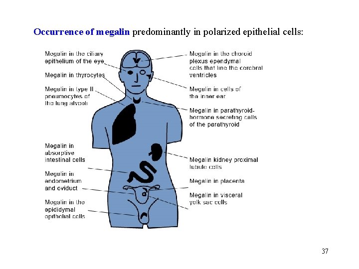 Occurrence of megalin predominantly in polarized epithelial cells: 37 
