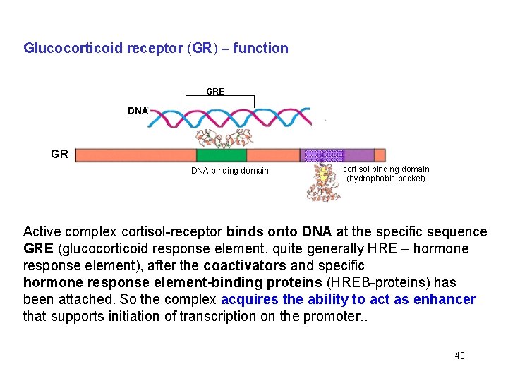 Glucocorticoid receptor (GR) – function GRE DNA GR DNA binding domain cortisol binding domain