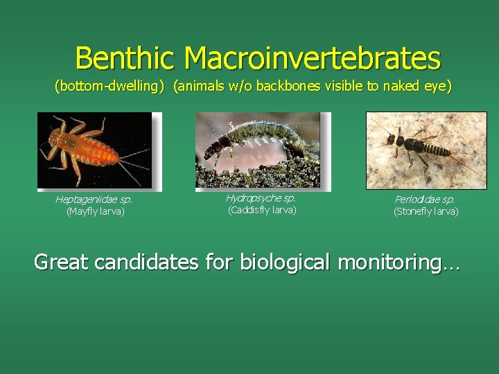 Benthic Macroinvertebrates (bottom-dwelling) (animals w/o backbones visible to naked eye) Heptageniidae sp. (Mayfly larva)