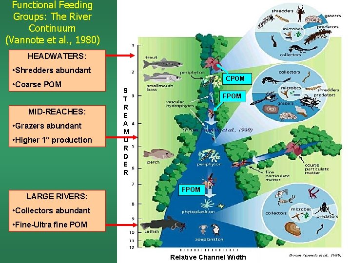 Functional Feeding Groups: The River Continuum (Vannote et al. , 1980) HEADWATERS: • Shredders