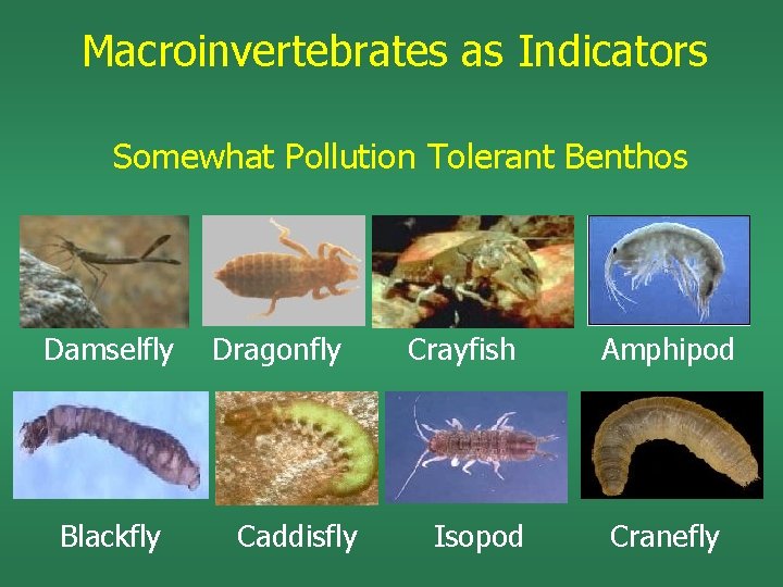 Macroinvertebrates as Indicators Somewhat Pollution Tolerant Benthos Damselfly Blackfly Dragonfly Caddisfly Crayfish Isopod Amphipod