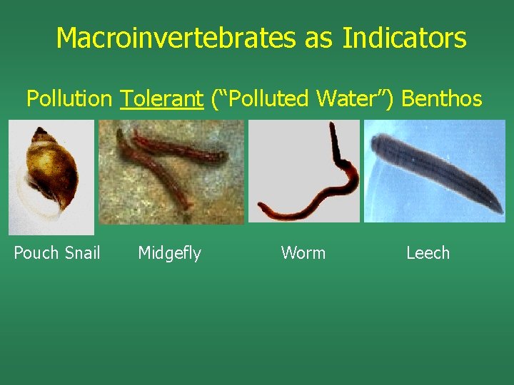 Macroinvertebrates as Indicators Pollution Tolerant (“Polluted Water”) Benthos Pouch Snail Midgefly Worm Leech 