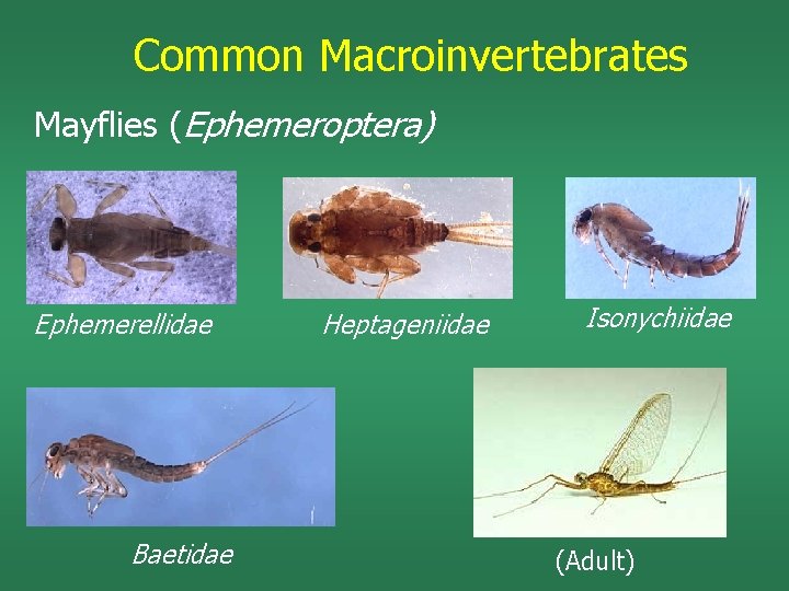 Common Macroinvertebrates Mayflies (Ephemeroptera) Ephemerellidae Baetidae Heptageniidae Isonychiidae (Adult) 