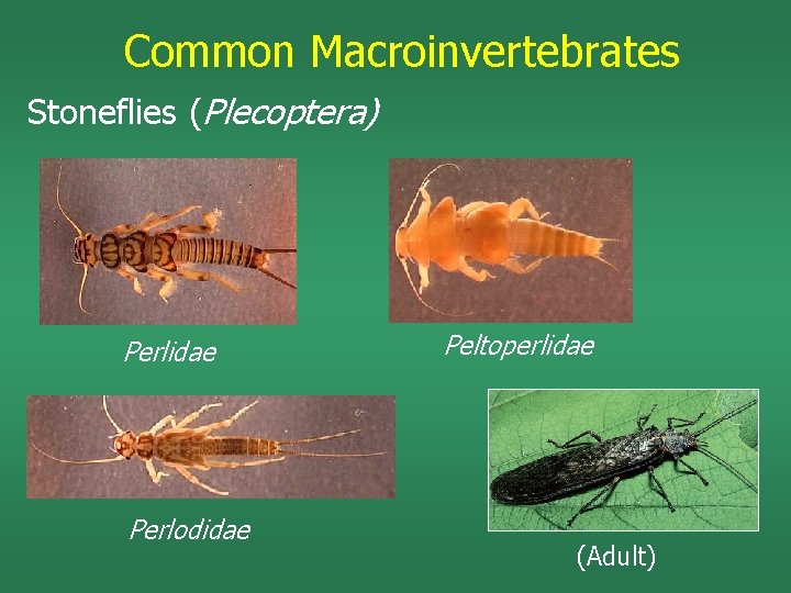 Common Macroinvertebrates Stoneflies (Plecoptera) Perlidae Perlodidae Peltoperlidae (Adult) 