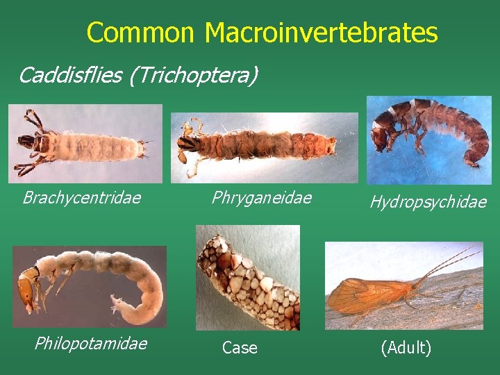 Common Macroinvertebrates Caddisflies (Trichoptera) Brachycentridae Philopotamidae Phryganeidae Case Hydropsychidae (Adult) 