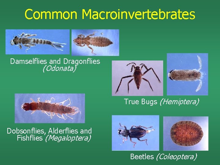 Common Macroinvertebrates Damselflies and Dragonflies (Odonata) True Bugs (Hemiptera) Dobsonflies, Alderflies and Fishflies (Megaloptera)
