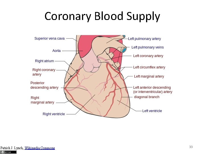 Coronary Blood Supply Patrick J. Lynch, Wikimedia Commons 33 